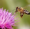 Δελτίο Τύπου για την Προστασία των μελισσών από χημικούς ψεκασμούς