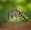 Πρόγραμμα Κίνησης Συνεργείων Καταπολέμησης Κουνουπιών από 08/08/2022 έως 14/08/2022