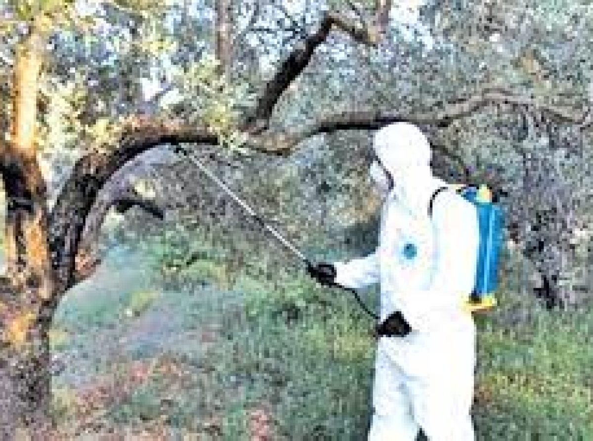 Ψεκασμός για την καταπολέμηση του δάκου στο Δήμο Τεμπών