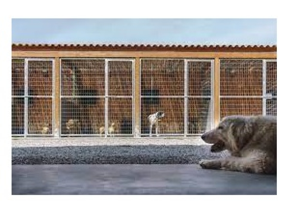 Κατασκευή Καταφυγίου Αδέσποτων Ζώων Συντροφιάς Δήμου Τεμπών