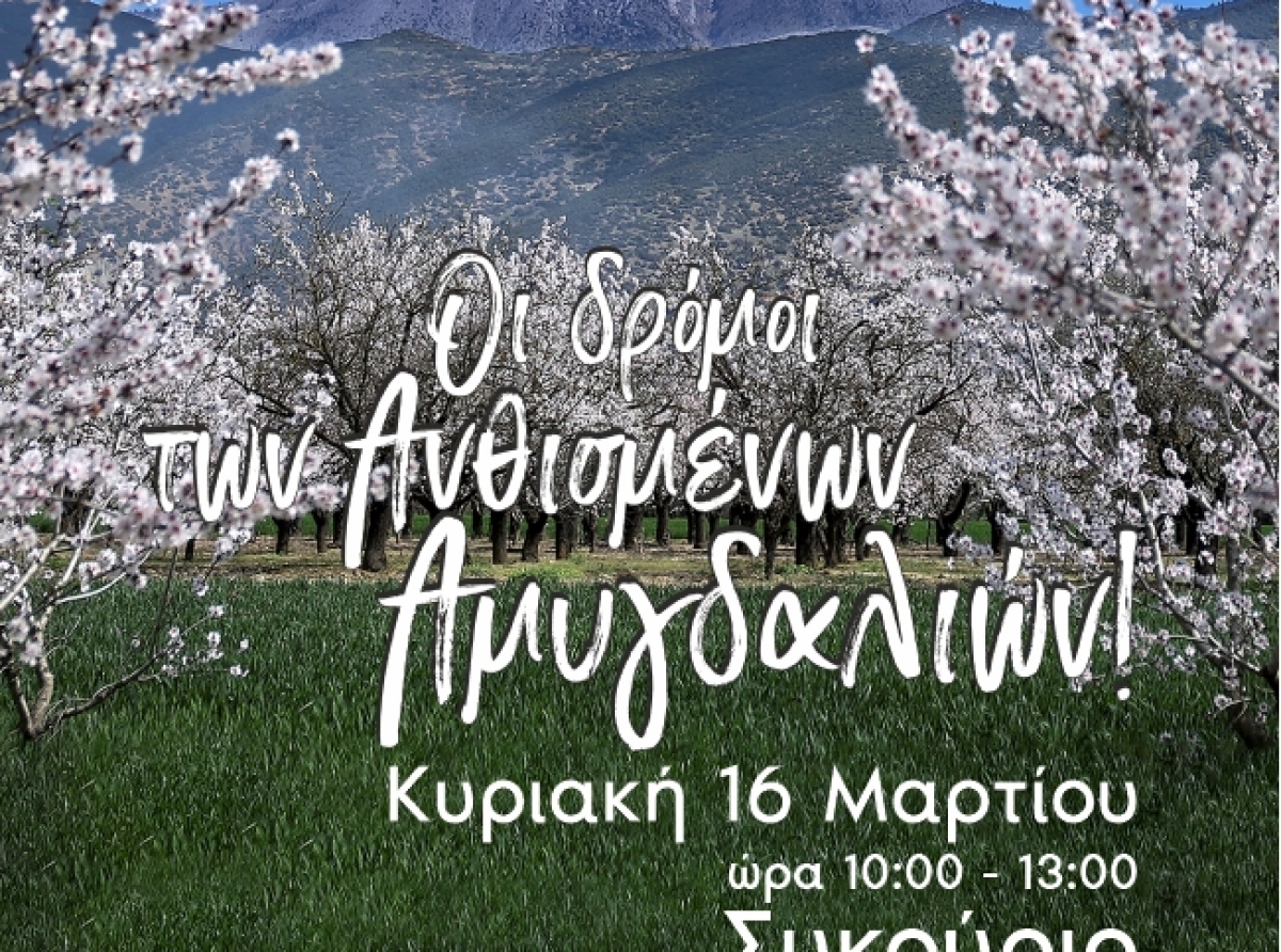 Οι «Δρόμοι των Ανθισμένων Αμυγδαλιών» στο Συκούριο