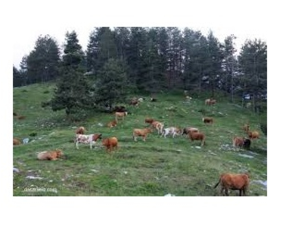 Δασική Απαγορευτική Διάταξη Βοσκής στο Δημόσιο Δάσος Αμπελακίων της ΤΚ Αμπελακίων
