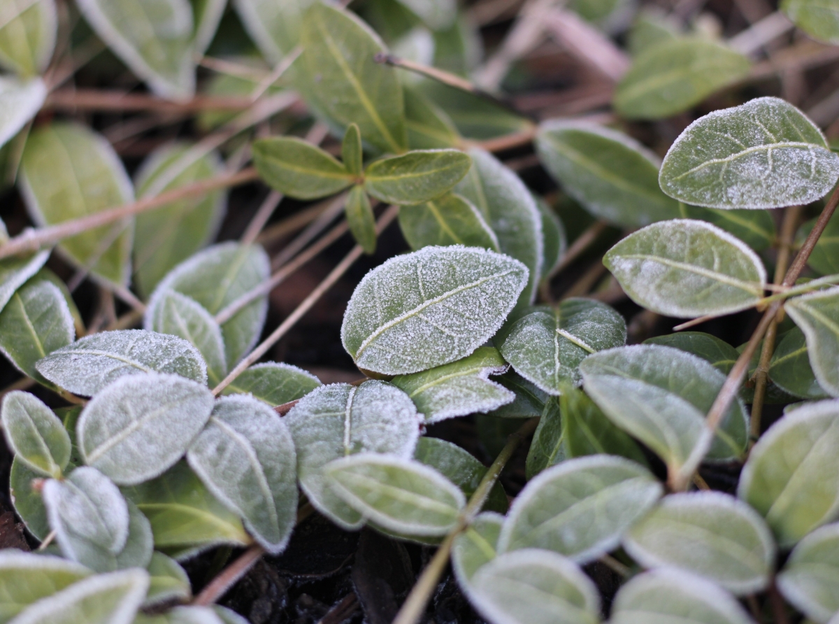 Ανακοίνωση για τον παγετό του Μαρτίου 2026