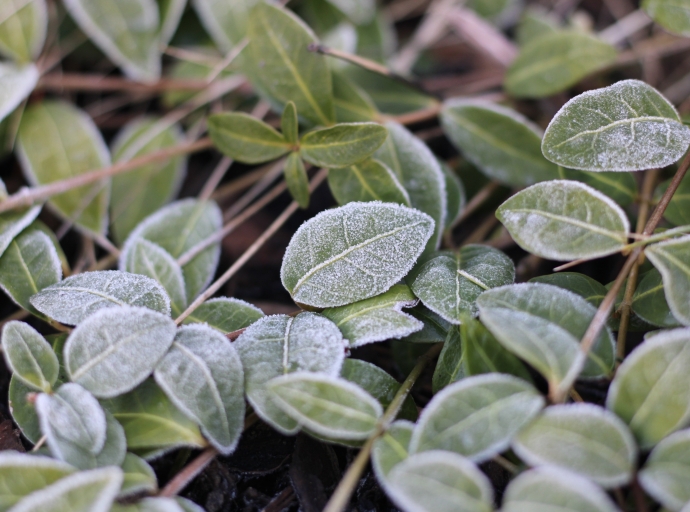 Ανακοίνωση για τον παγετό του Μαρτίου 2026